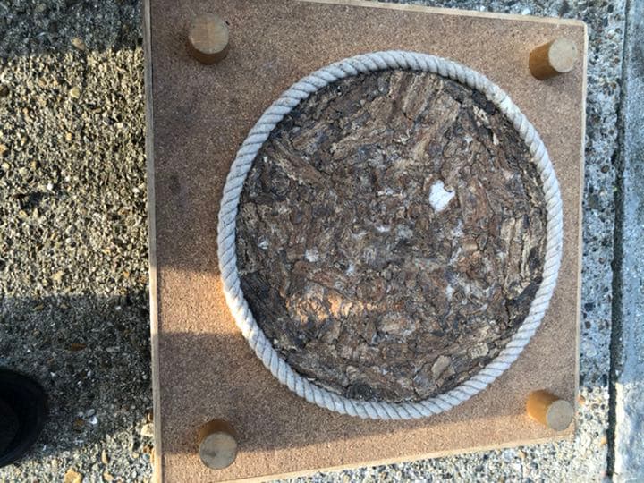 クワガタ、カブト　バトル用土俵