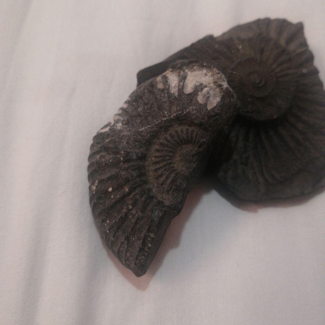 #655 アンモナイト