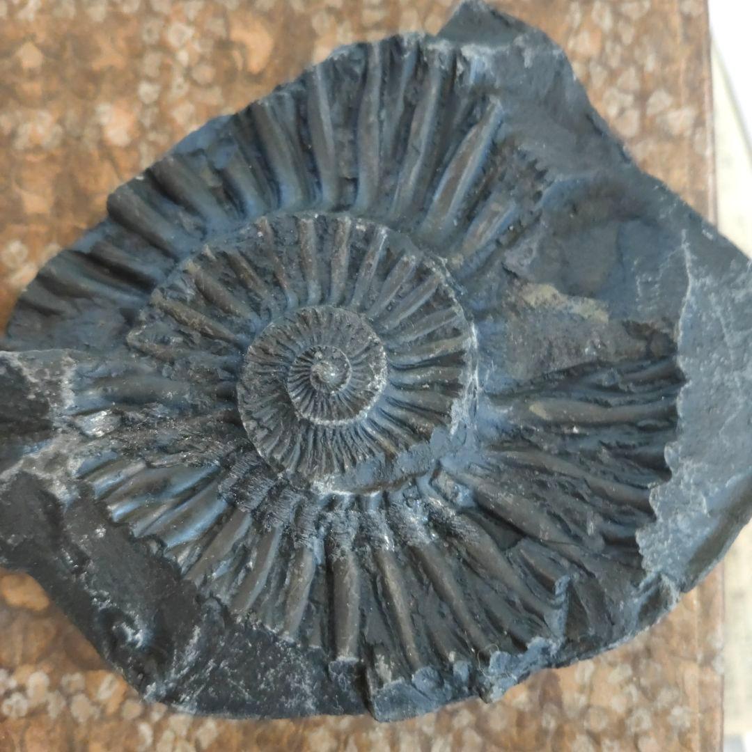 #655 アンモナイト