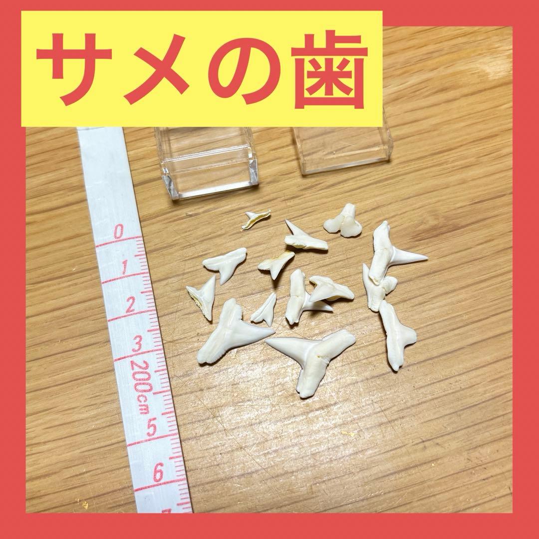 サメの歯　インテリア　コレクション　まとめ売り