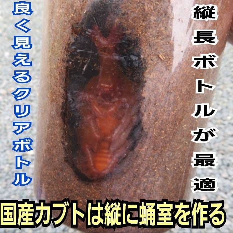 発酵マット入り！国産カブトムシ幼虫1頭飼育専用縦長クリアボト【30本セット】