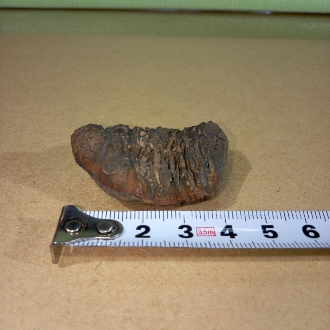 三葉虫　化石　三葉虫化石　究極のレトロ　fossil　ボリビア産　化石管理番号⑤