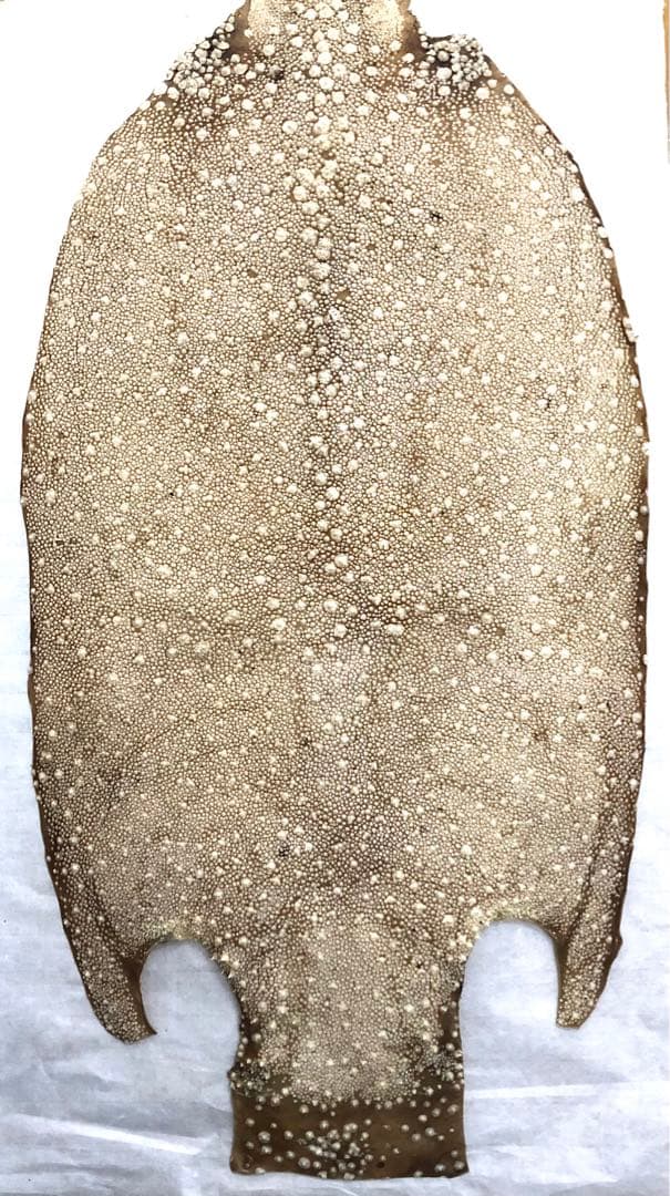 【希少】鮫皮　【梅花皮】