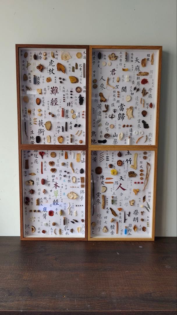 漢方鑑賞用標本　A3サイズ