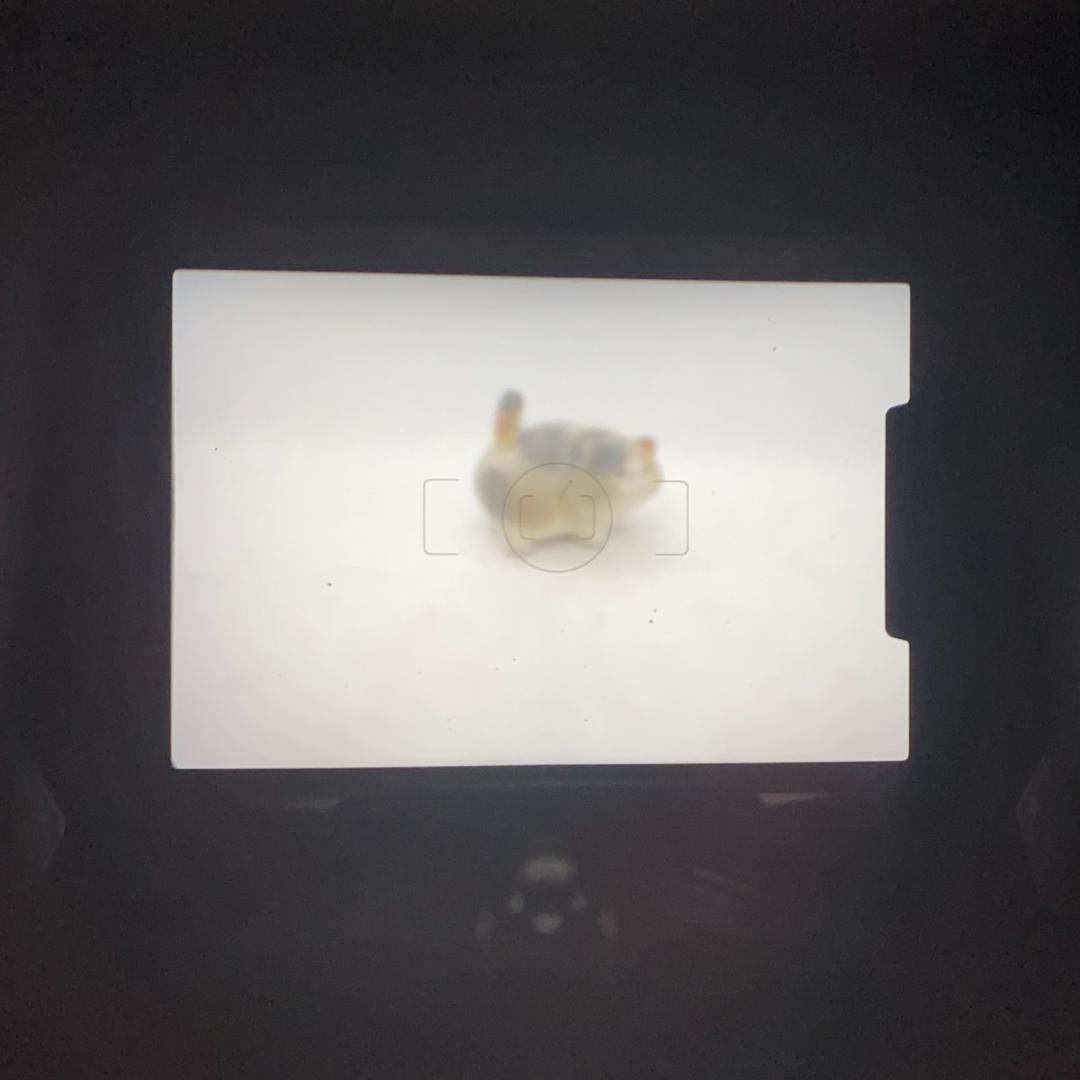 【C6445】 MZ L＋smc pentax-fa 1:1.9 43mm