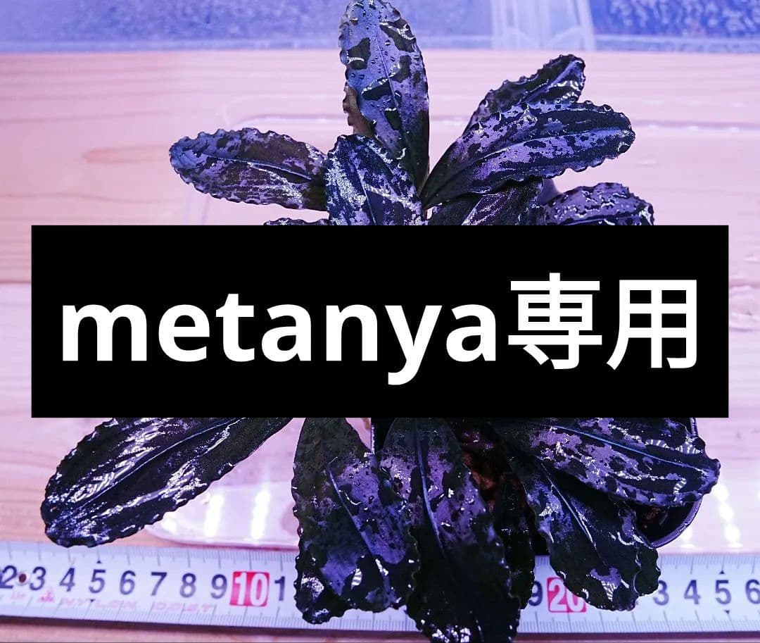 nya専用