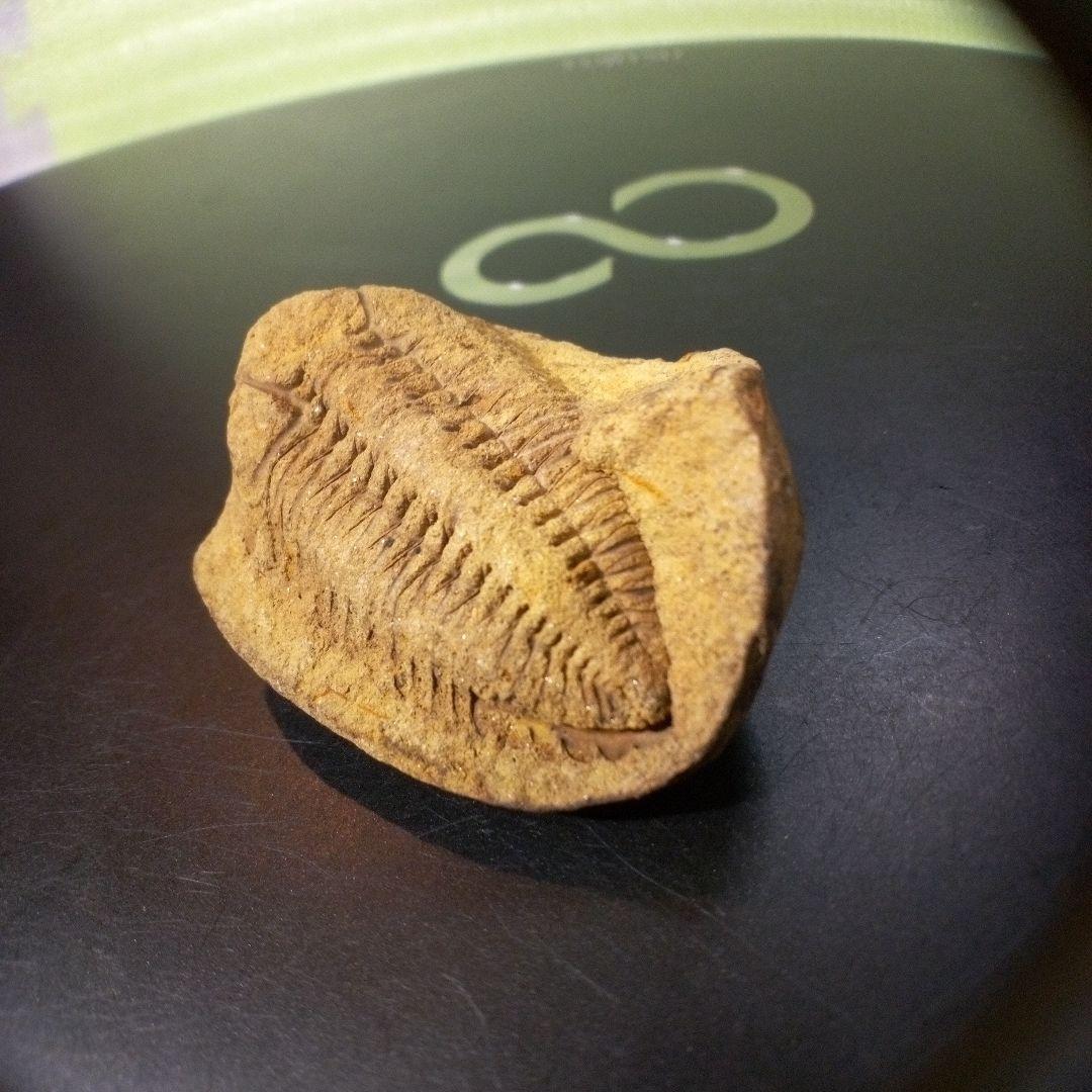 三葉虫　化石　fossil　ボリビア産　レア　Fossil管理⑧