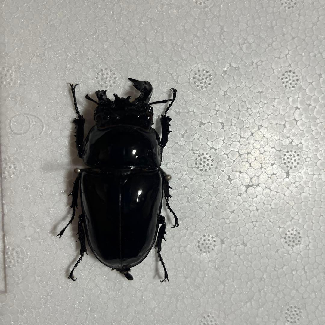 モザイク　雌雄同体　タランドゥス　死虫　標本