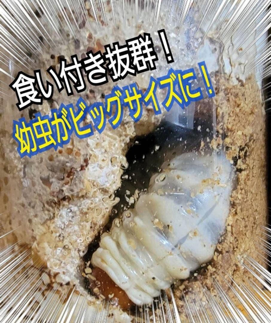 極上！カワラタケ菌糸瓶【8本】特殊アミノ酸強化配合！クワガタ幼虫全般に使えます！