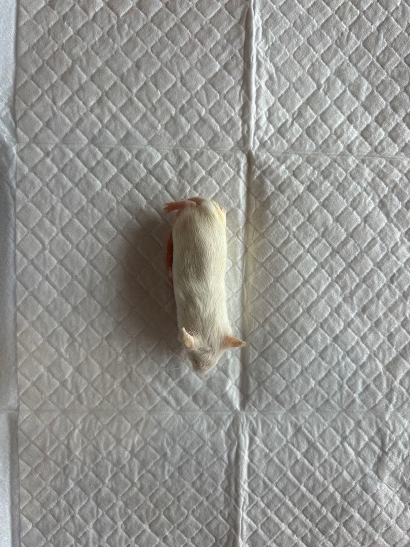 （傷あり）冷凍マウスホッパー50匹