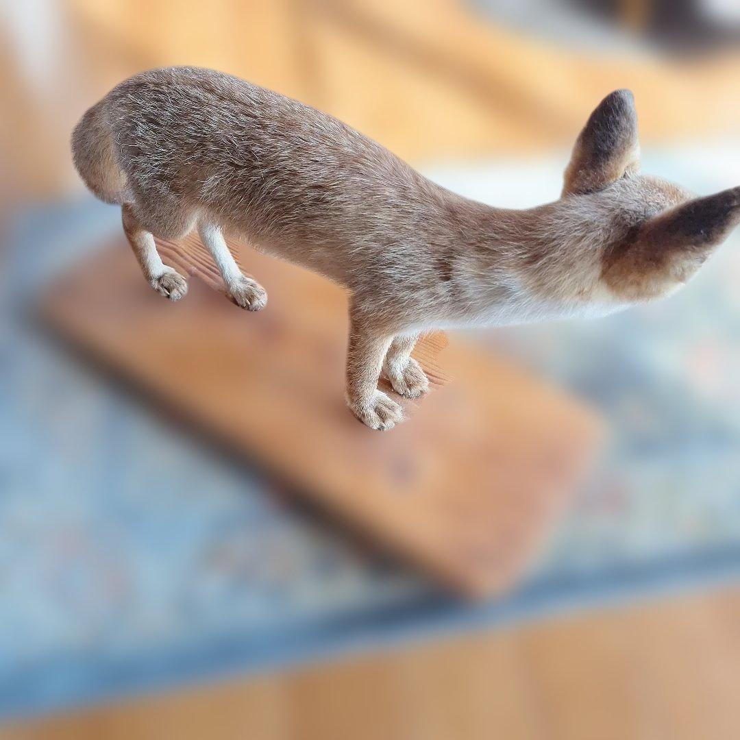 キツネの剥製