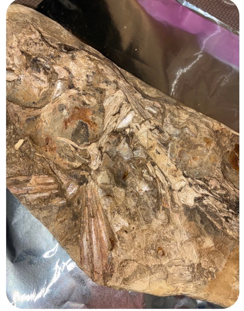 筋繊維や眼球が残ってるクラドキクルス