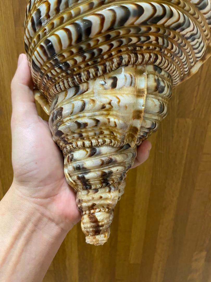 法螺貝　新鮮なホラ貝 色味や模様がとても美しい　35cm 900グラム前後