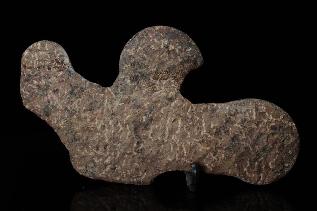 特大標本 アンモナイト&オルソセラス 化石プレート10.6kg 直角貝 鑑賞石