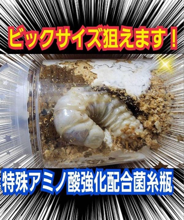 極上！カワラ菌糸瓶【8本】タランドゥス・オウゴンオニクワガタ・レギウスが巨大化！