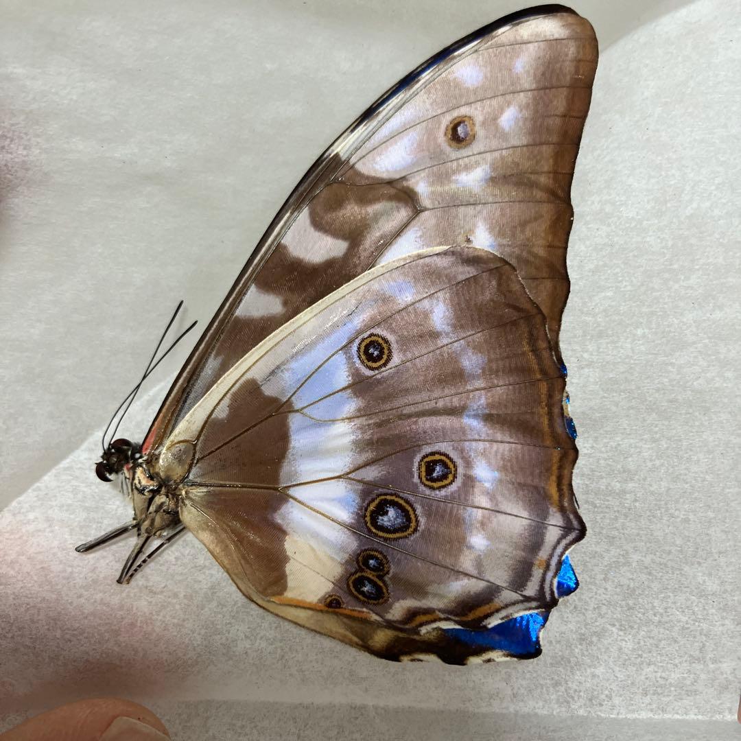 キプリスモルフォオス！