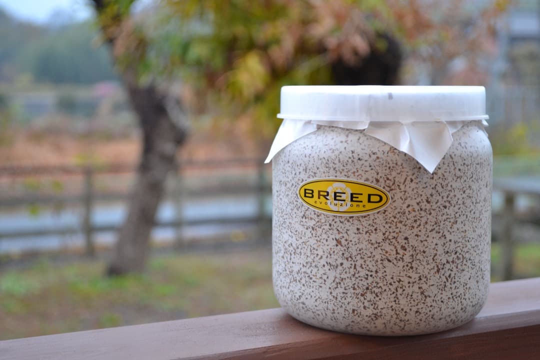 BREED　１５００菌糸ビン　１０本　フクロウ様
