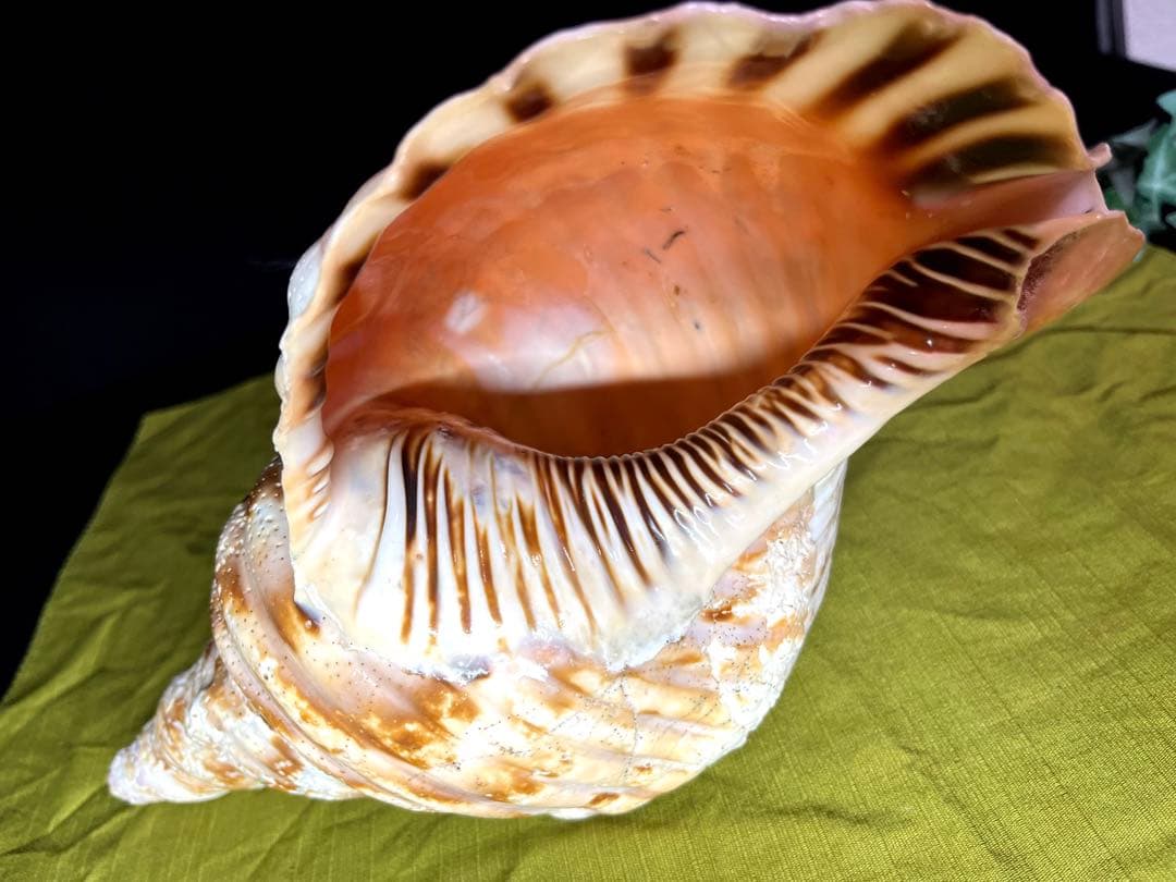 法螺貝　ホラ貝　大きさ約28cm 前後 ホラガイ　ほら貝