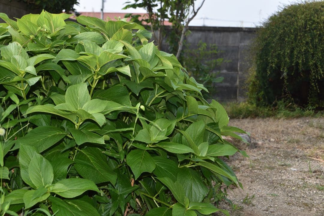 Nikon用 TAMRON 18-270mm★高倍率ズーム◎手ブレ補正付き！