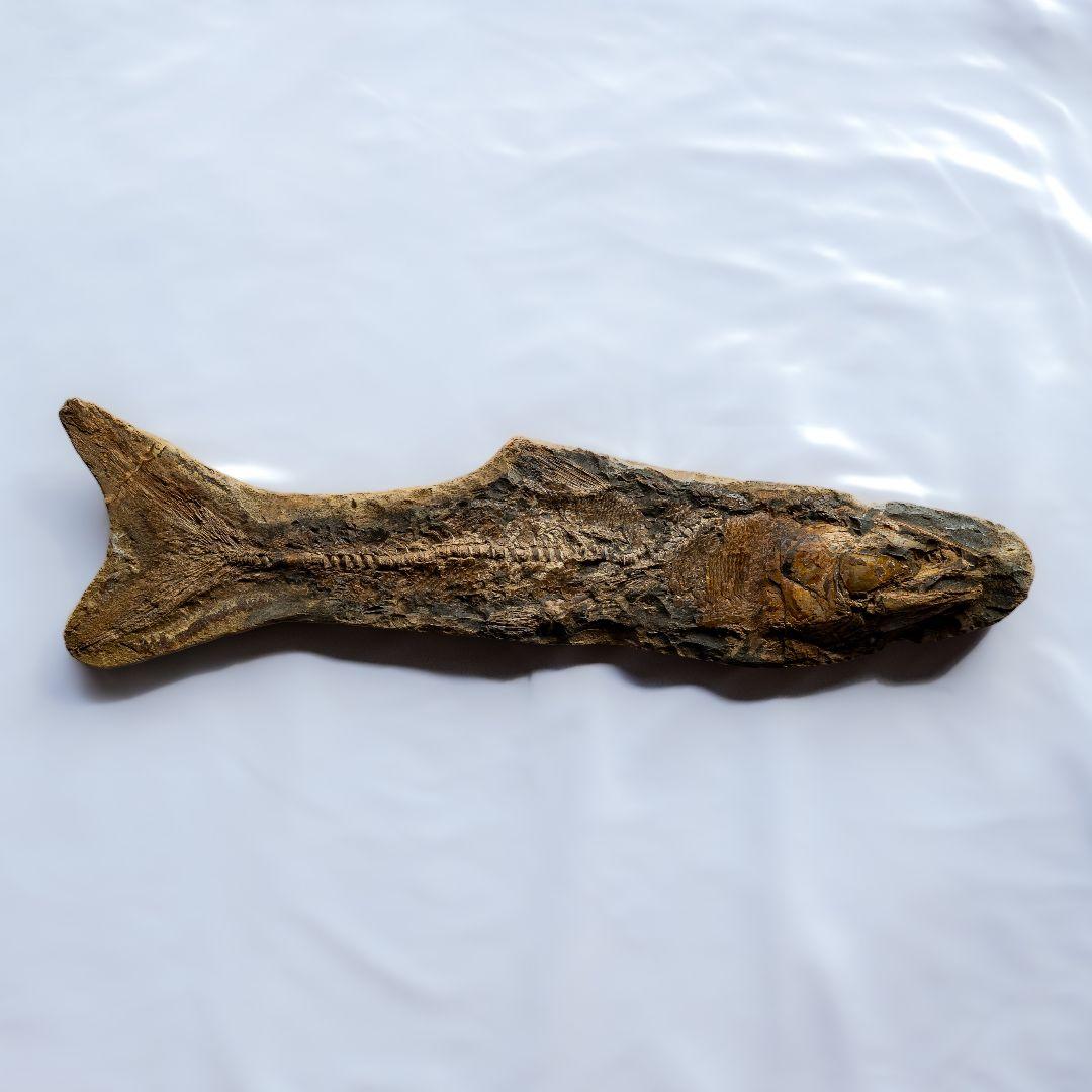 極上 古代魚 パラエロプス 全身 化石 本物 サンタナ層産 67.3cm pe1