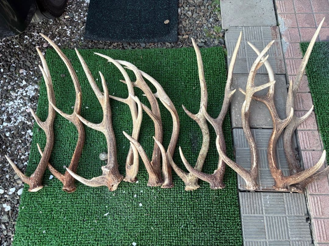鹿の角 11本セット 66cm〜75cm位