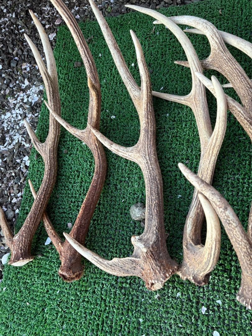 鹿の角 11本セット 66cm〜75cm位