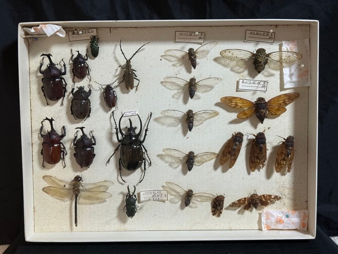クワガタ　セミ　蜻蛉など23点　昆虫標本　ケース入　送料込み250927