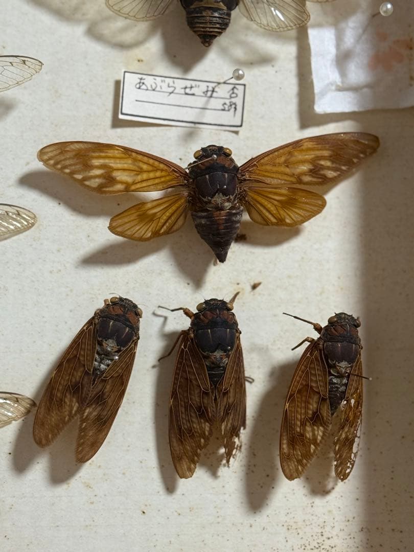 クワガタ　セミ　蜻蛉など23点　昆虫標本　ケース入　送料込み250927