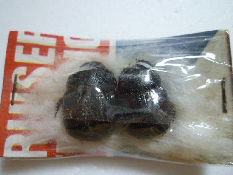 【外国産フンチュウ標本】ダイコクコガネ2/エクアドル産/24mm-21.9mm