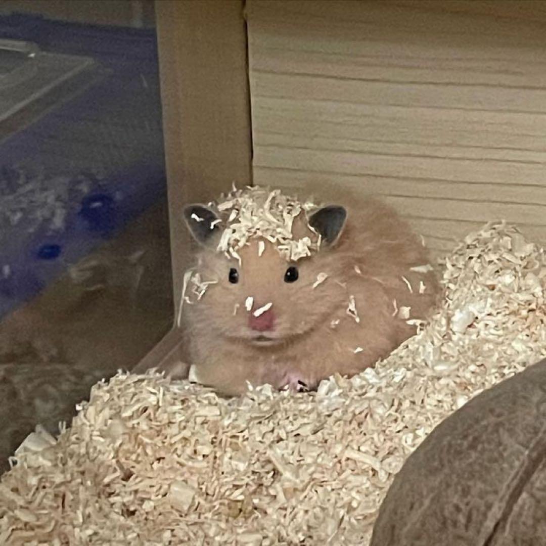 ✩
