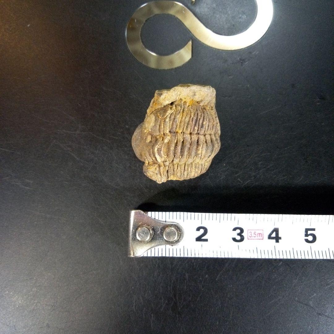 三葉虫　化石　fossil　ボリビア産　trilobite　Bolivia化石⑤