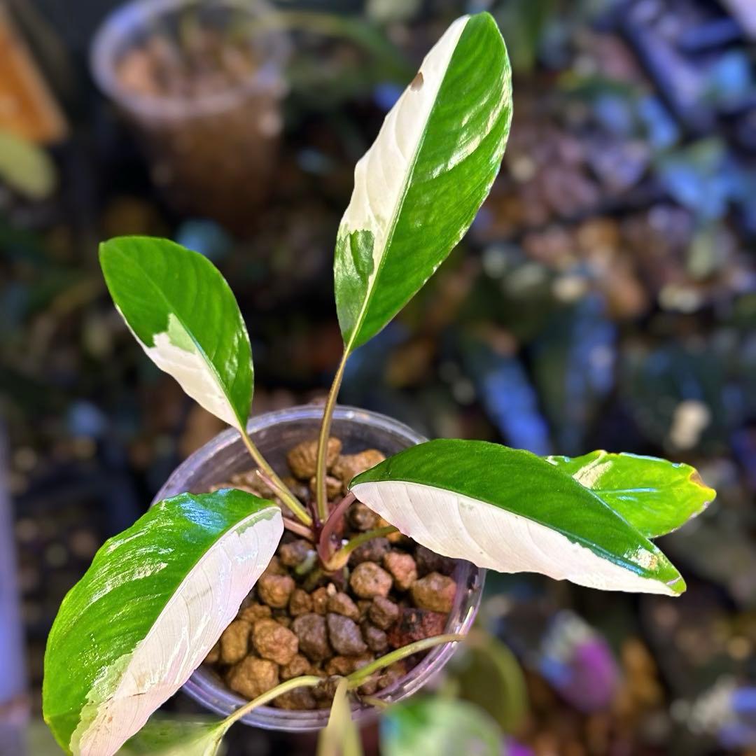 み*！様 ブセファランドラ（斑入り株）Bucephalandra Pipto と