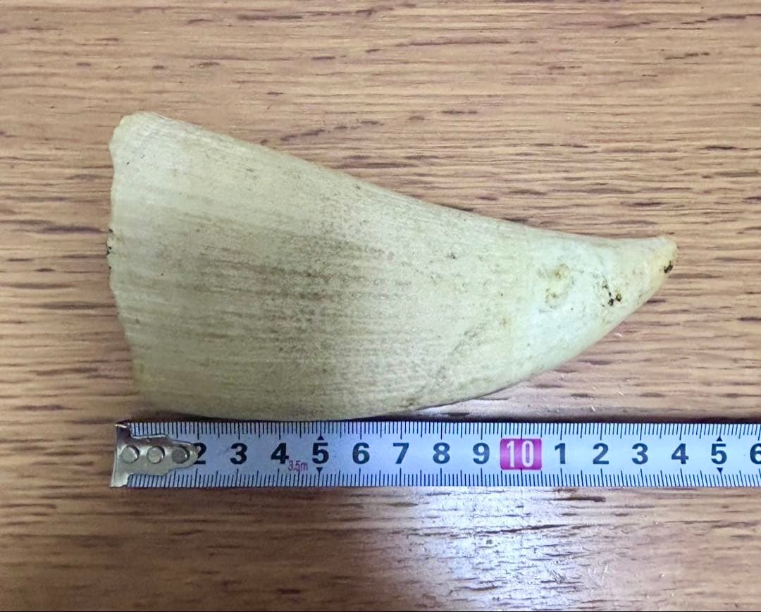マッコウクジラ　歯　牙　キバ　287g 加工なし