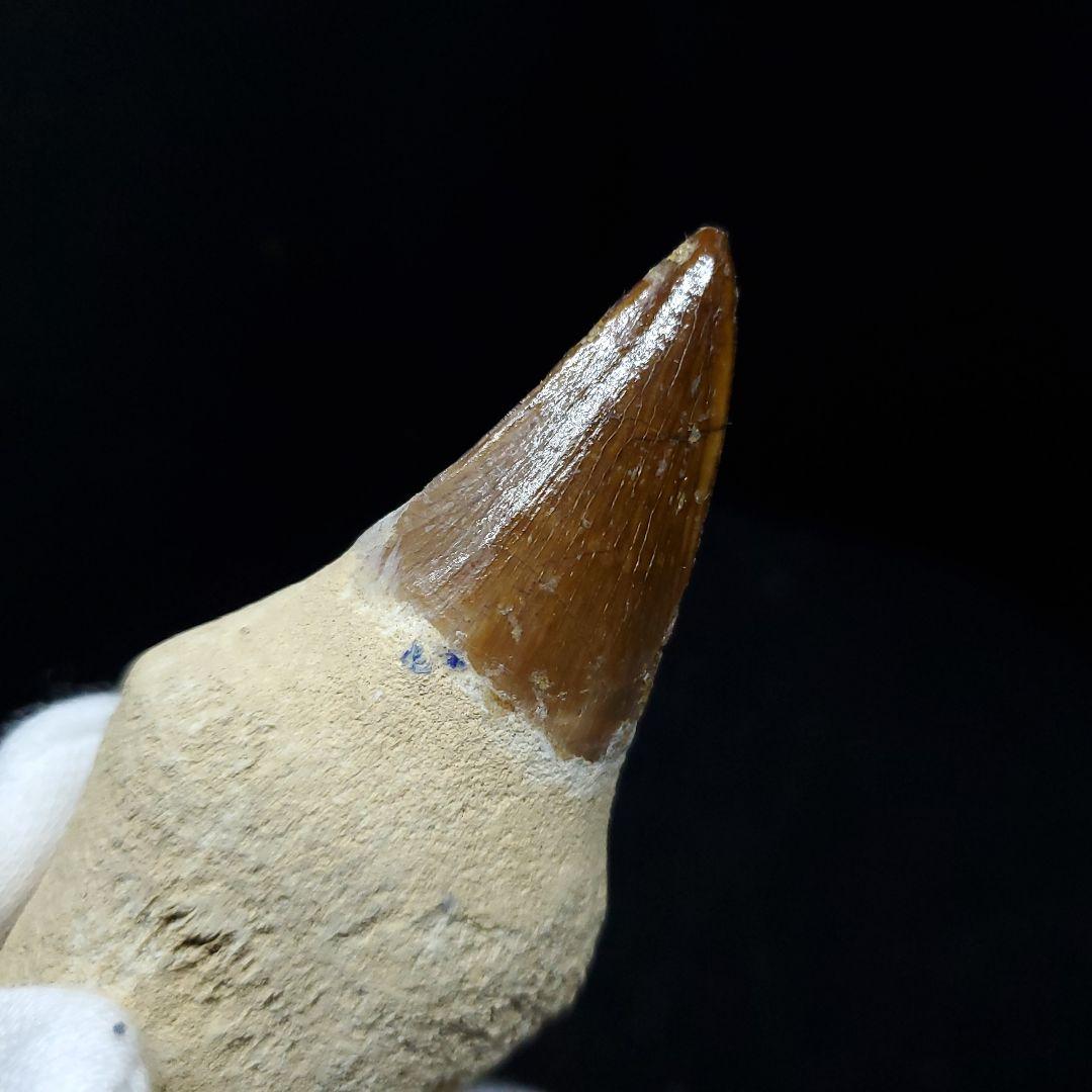 極上 歯根付き モササウルス 化石 歯 本物 74.15mm  mos67