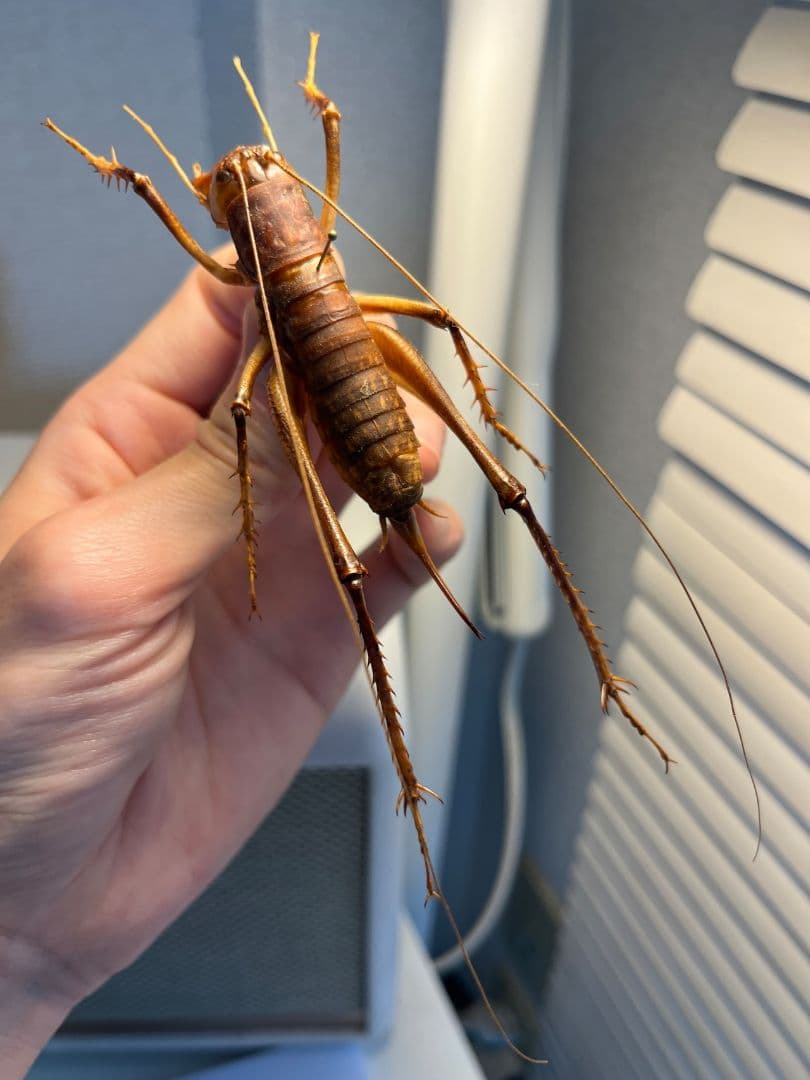 【極美展足】アゴコロギス ダイオウクロギリス 昆虫標本 直翅類 カマキリ