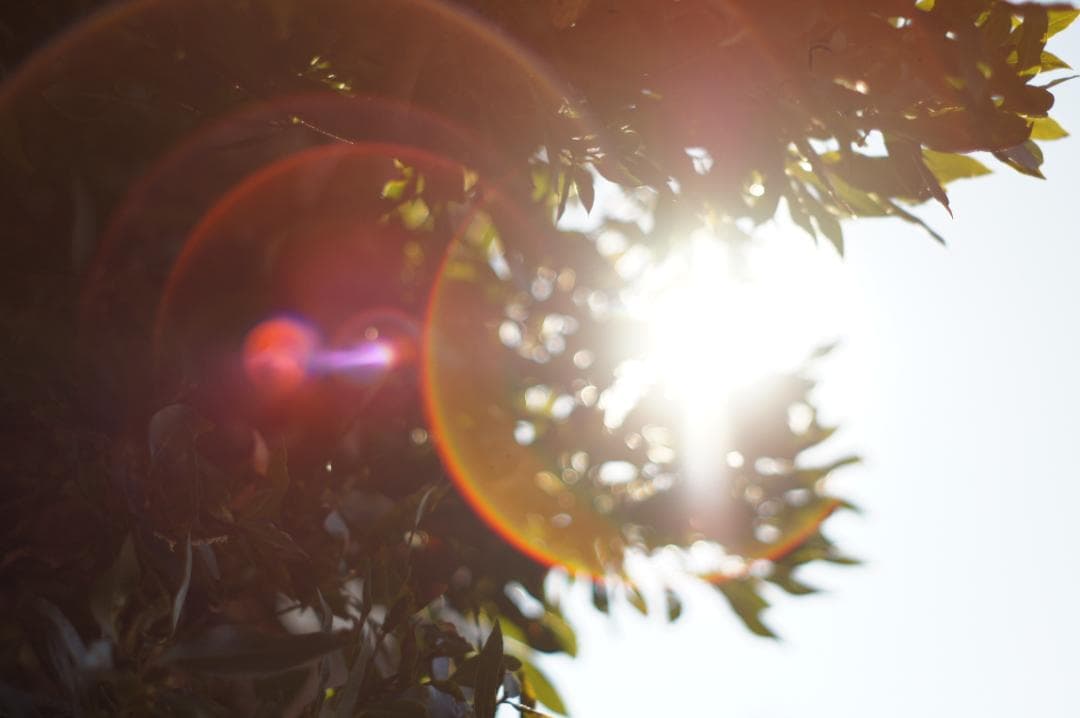 作例有・極美フレア✨ PENTAX スーパータクマー 55mm f1.8 後期