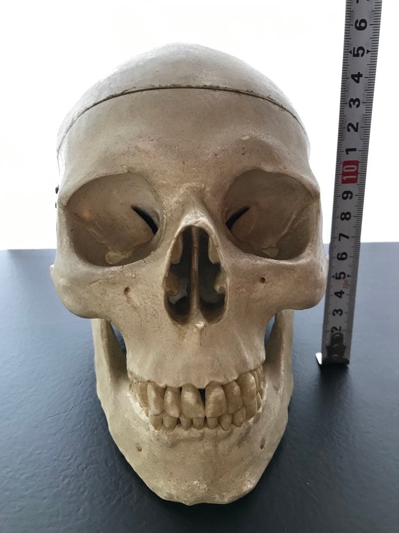 頭骨 人体模型 ドイツ 髑髏 ドクロ 置物 オブジェ アートvintage