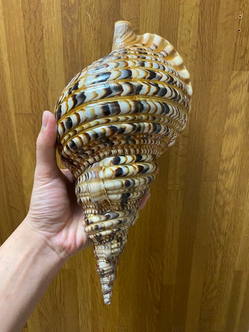 法螺貝　新鮮なホラ貝　35cm 色合いが綺麗
