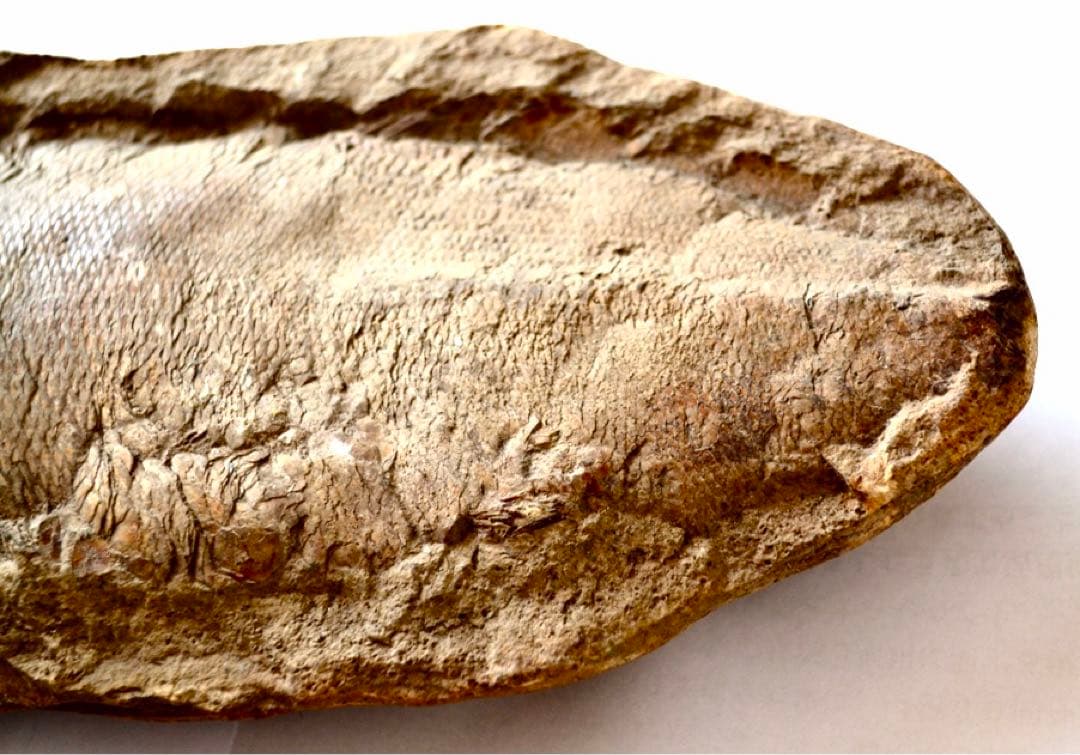 凡そ一億年前のブラジル・セアラ州産絶滅古代魚ラコレピスの化石