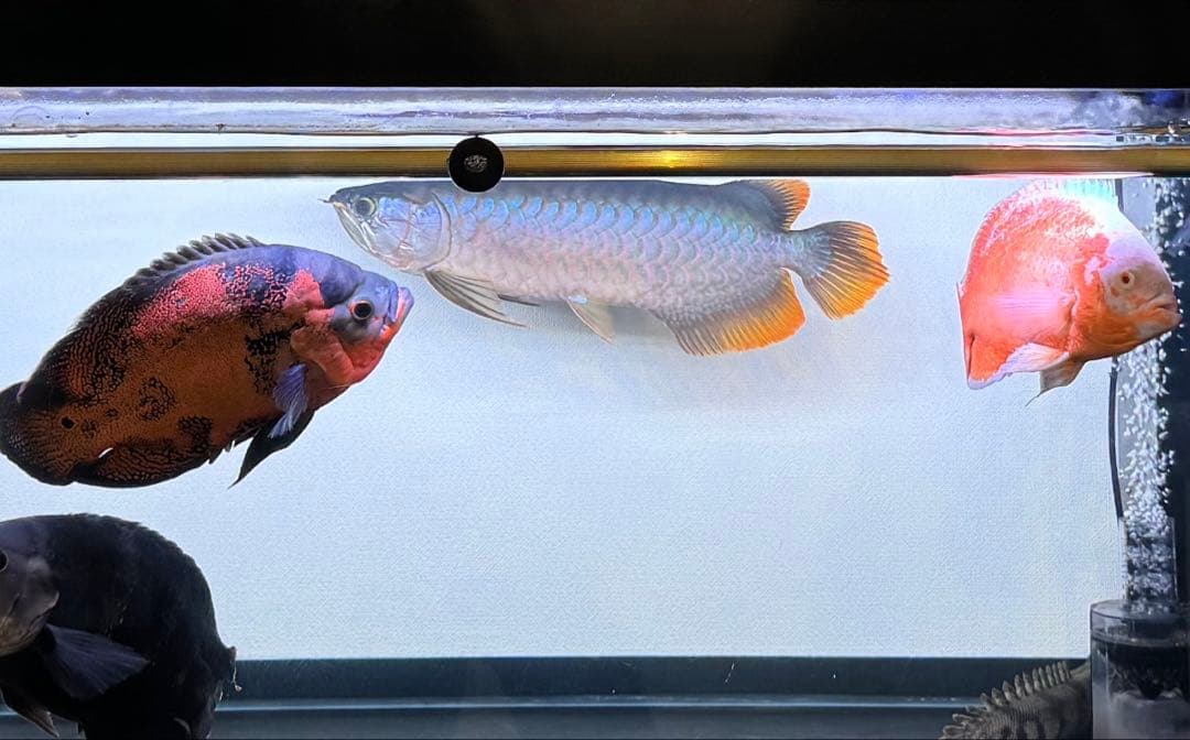 さもそんさん専用