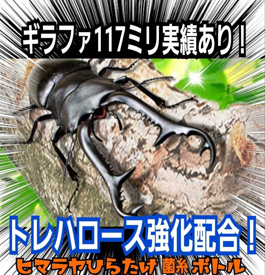 極上！オオヒラタケ菌糸瓶【8本】トレハロース強化配合！オオクワ・ヒラタ・虹色に！