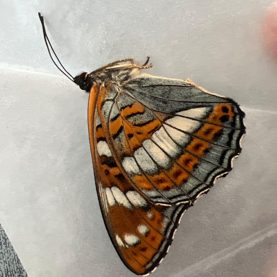 オオイチモンジ　モンゴル産10頭セット