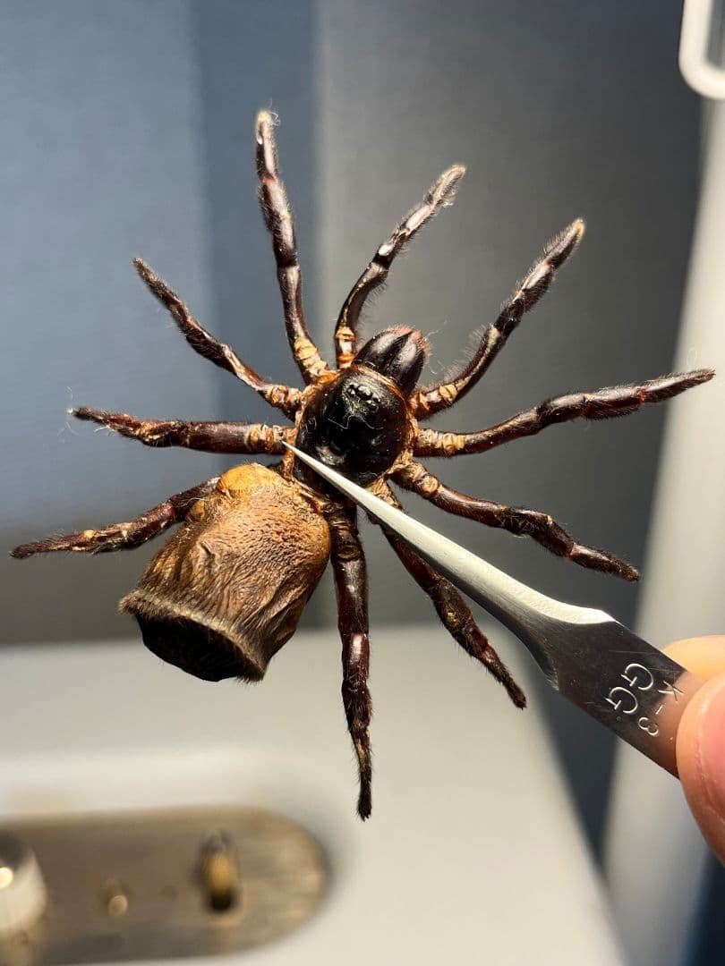 【BIG】シリキレグモ トラップドアスパイダー タランチュラ ムカデ 昆虫標本