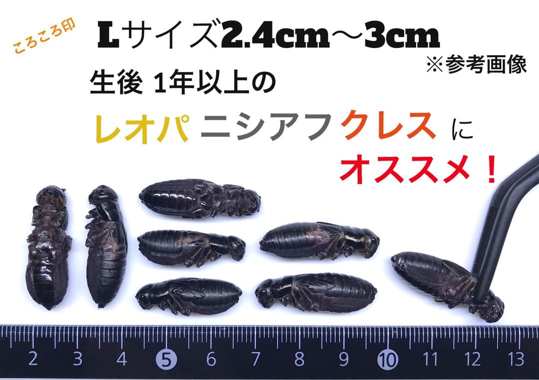 冷凍クロコL 約1000匹1kg 冷凍コオロギ