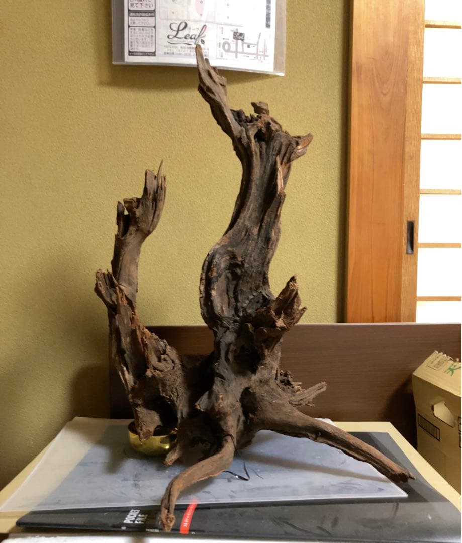 ホーンウッド　ada アクアリウム　流木　水草レイアウト　水槽