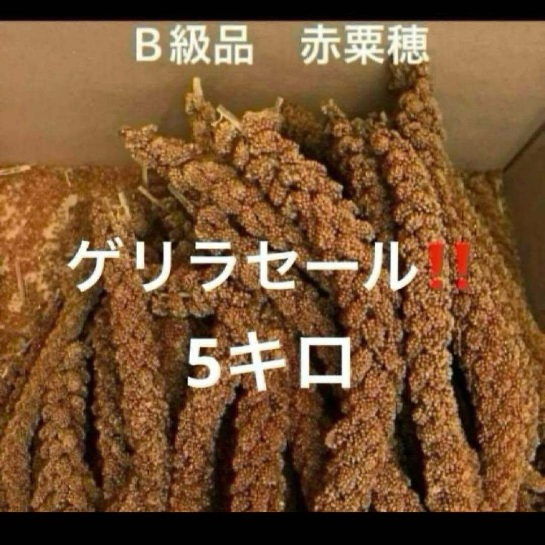 フランス産　赤粟穂　粟穂