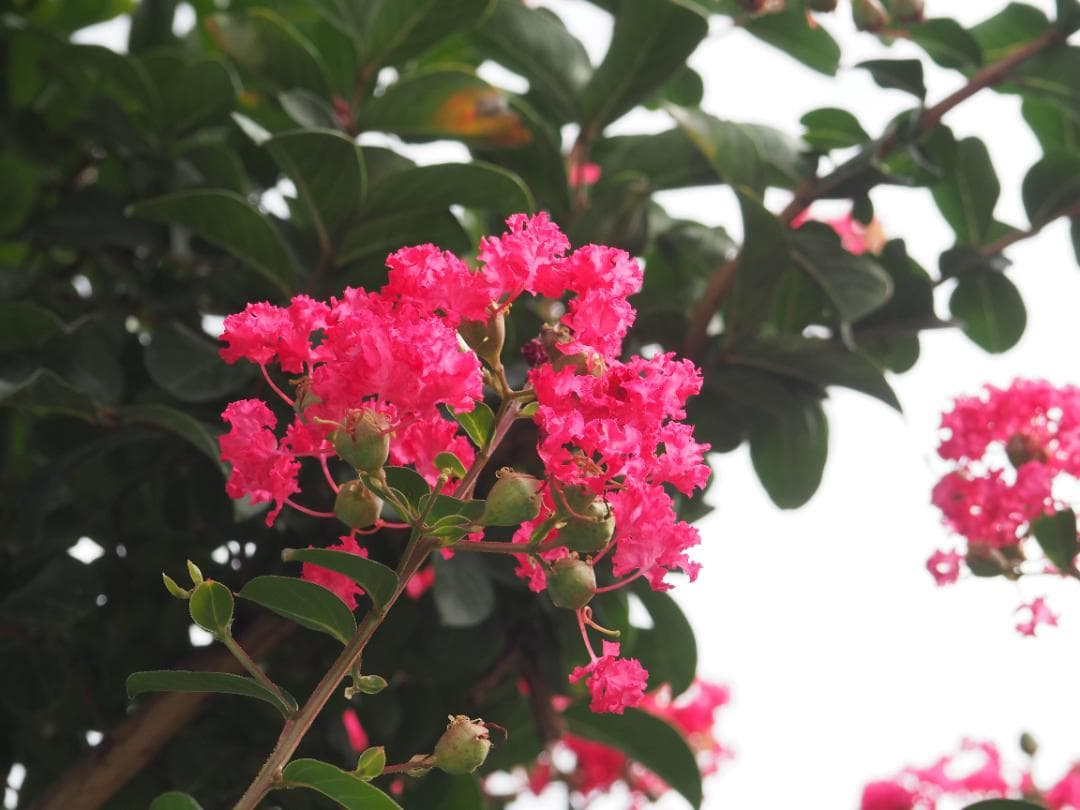 OLYMPUS OM-D E-M10 ダブルレンズキット スマホ転送OK