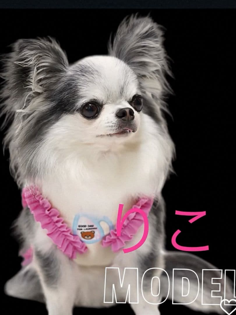 C Laundry Bearフリルタンク＆マット セット　circusサーカス