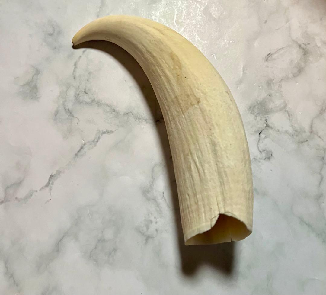 鯨の歯 330ｇ