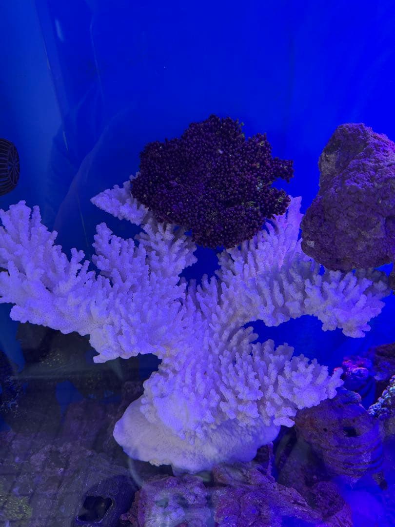 天然珊瑚 巨大